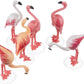 FENICOTTERI ROSA PY 70351
