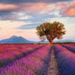 PUZZLE 1000 CAMPI DI LAVANDA