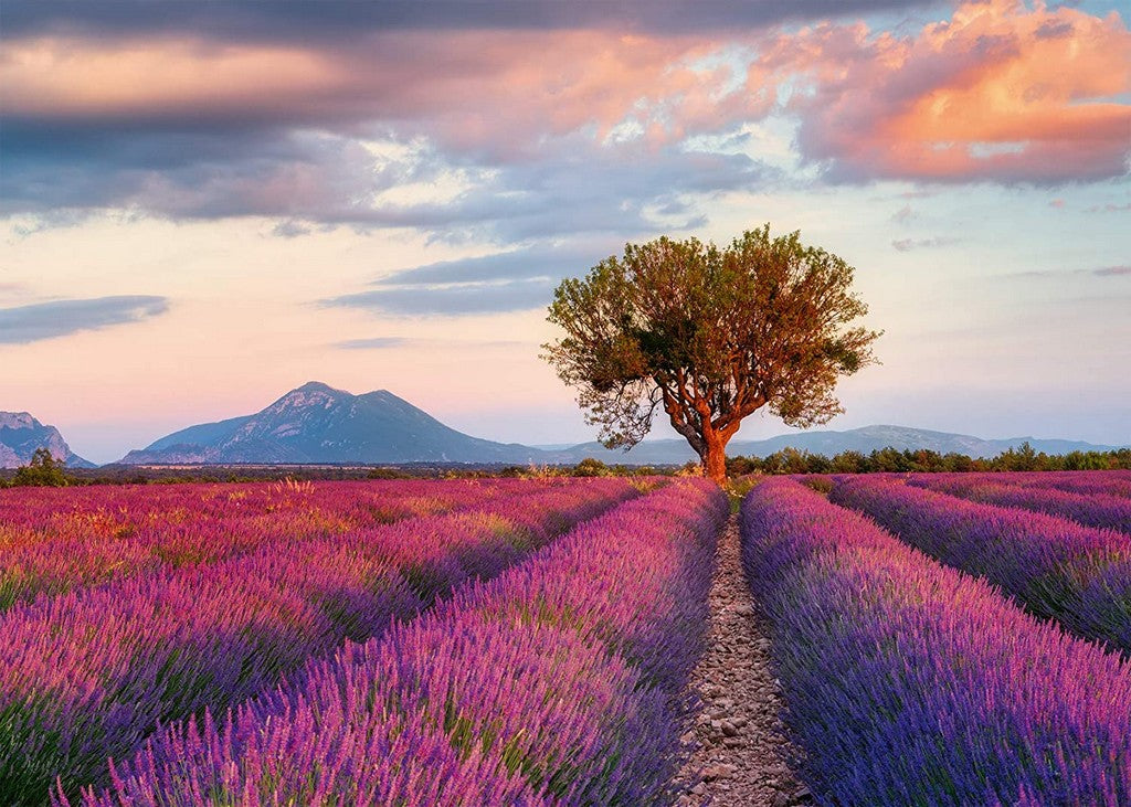 PUZZLE 1000 CAMPI DI LAVANDA