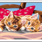 CREART D GATTINI
