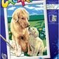 CREART D RETRIEVER SUL PRATO