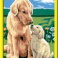 CREART D RETRIEVER SUL PRATO