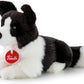 BORDIER COLLIE SC
