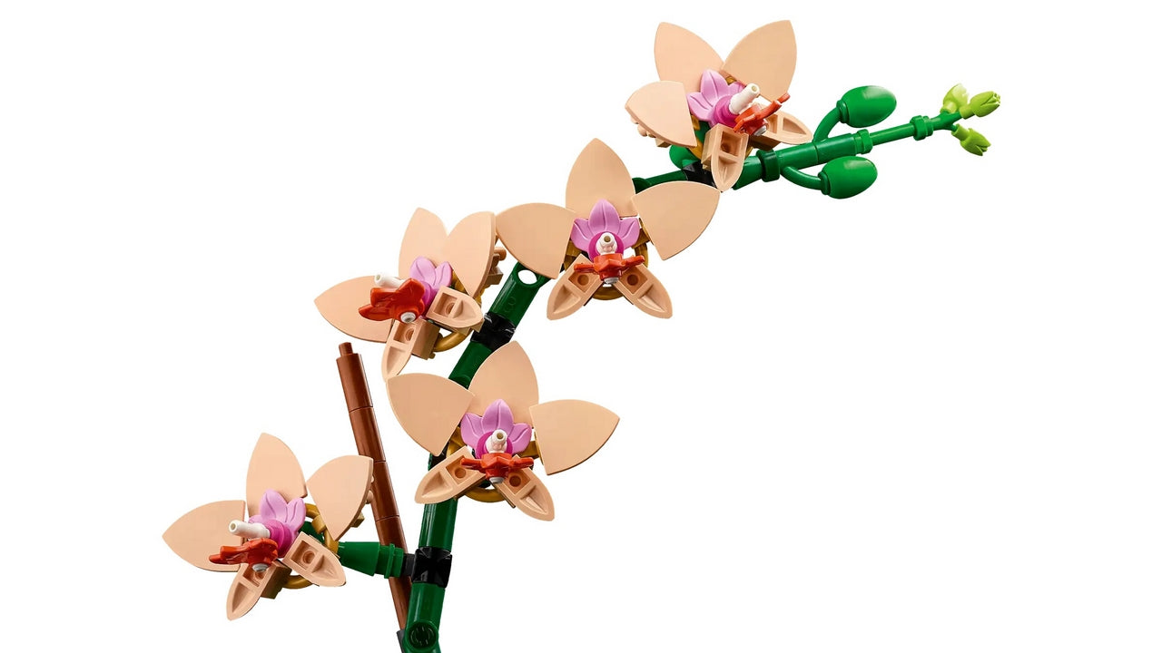 MINI-ORCHIDEA LE 10343