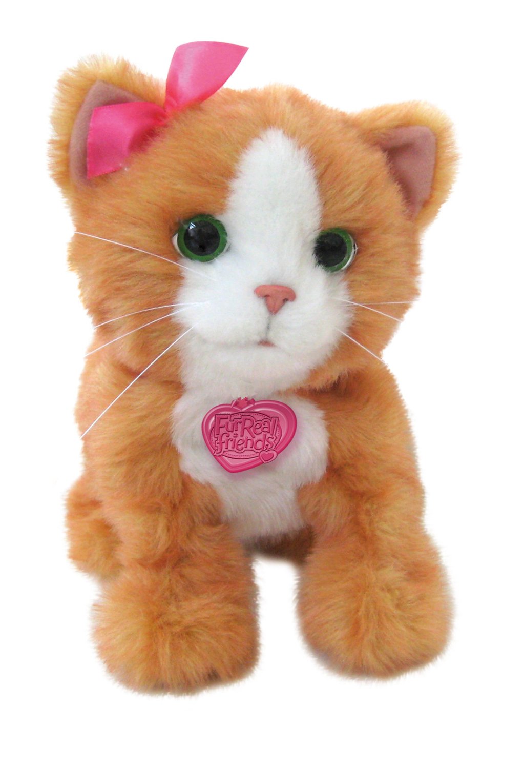 FRF REAL DAISY GATTINO