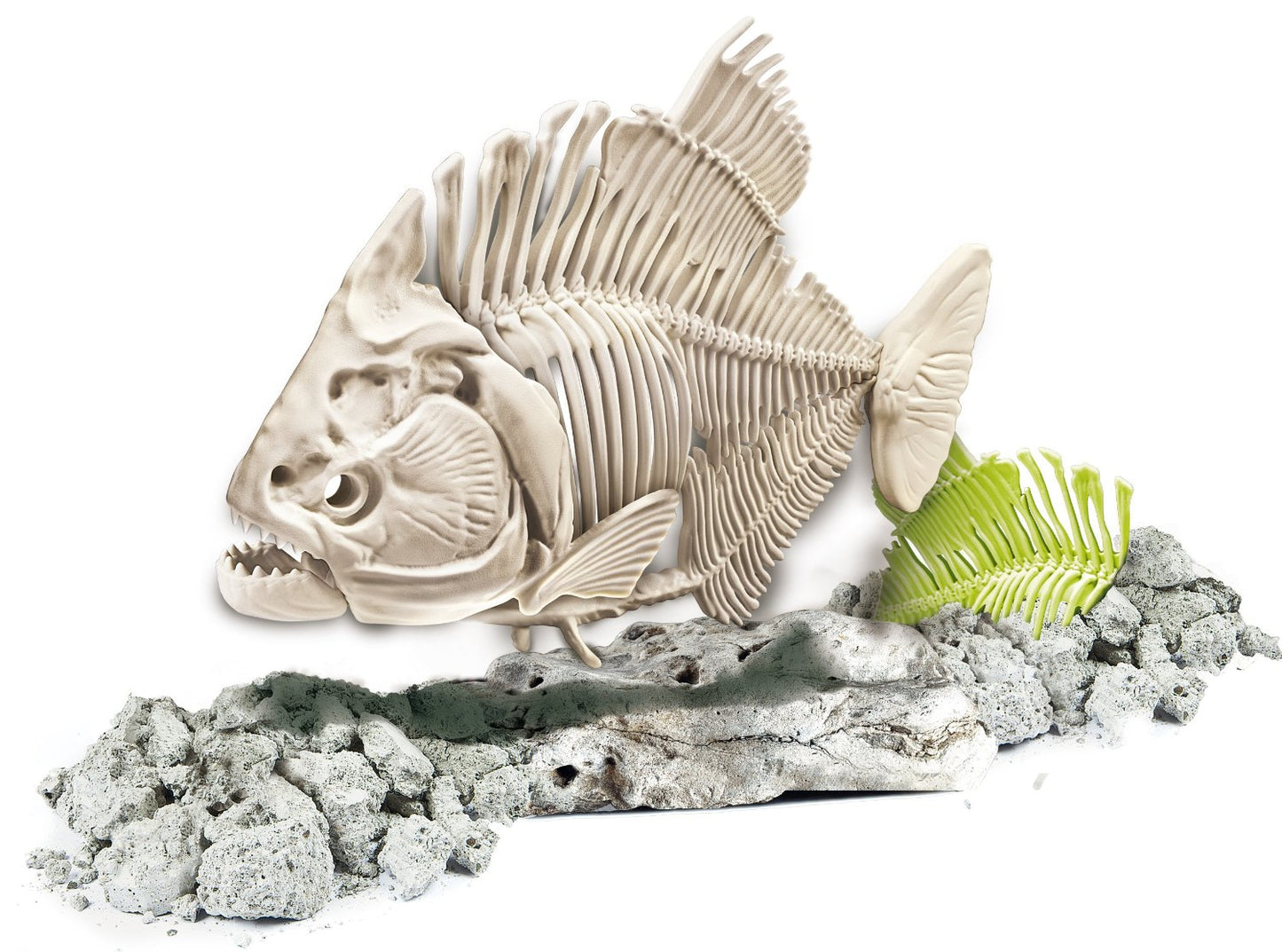 FOCUS JUNIOR PIRANHA GLOW IN THE DA