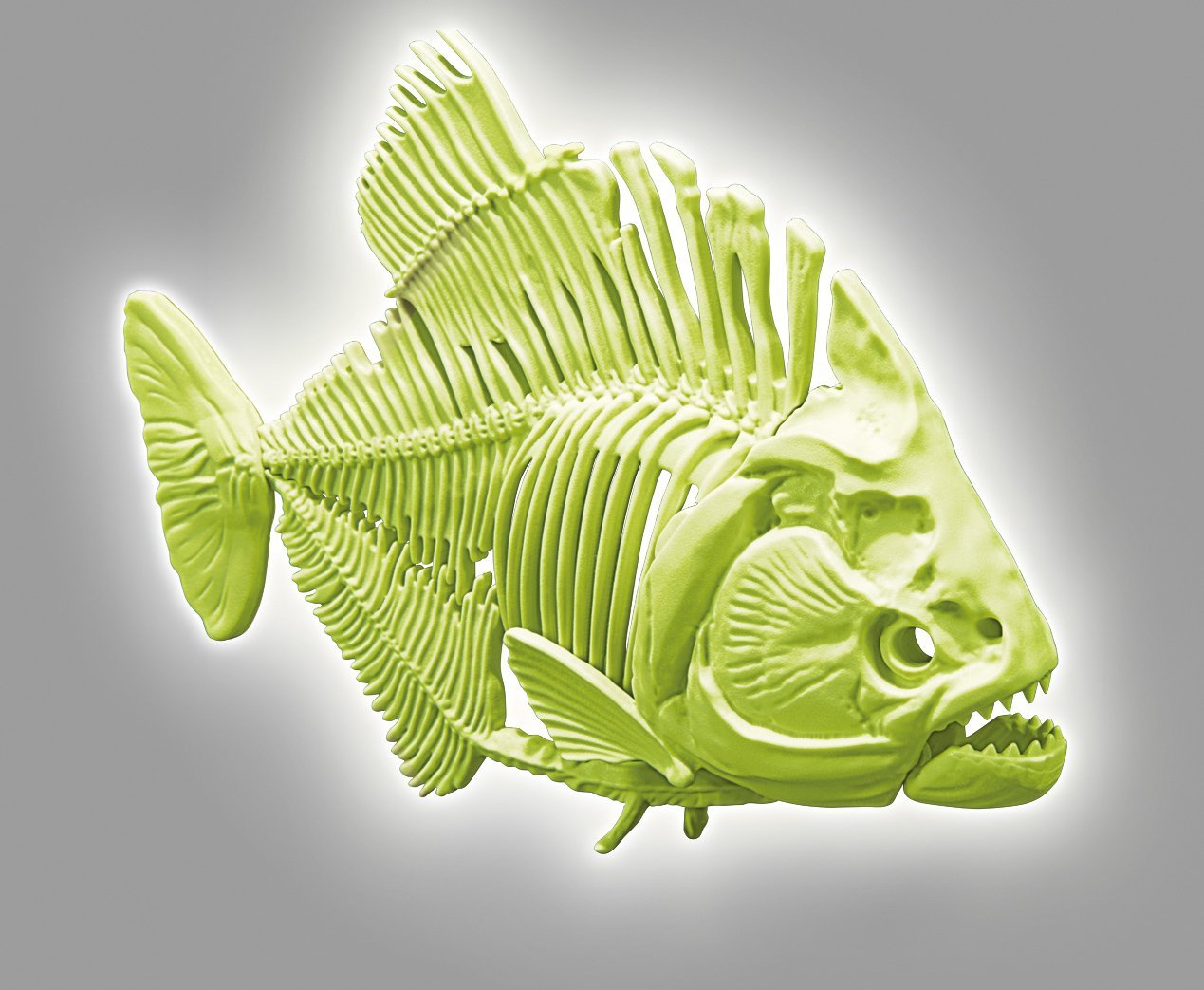 FOCUS JUNIOR PIRANHA GLOW IN THE DA