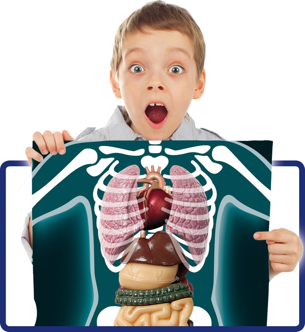 CORPO UMANO FOCUS JUNIOR