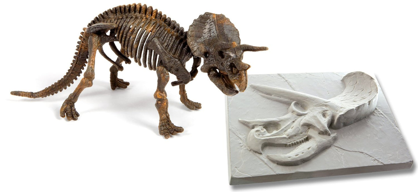 DINO-FOSSIL TRICERATOPO