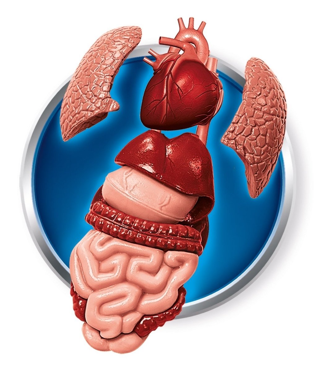 IL CORPO UMANO