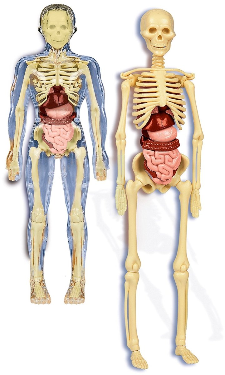 IL CORPO UMANO