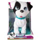 BOWIE PETZ CAGNOLINO