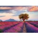 PUZZLE 1000 CAMPI DI LAVANDA