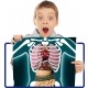 CORPO UMANO FOCUS JUNIOR