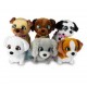 CUCCIOLI CAMMINANTI CLUB PETZ