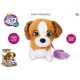 CUCCIOLI CAMMINANTI CLUB PETZ